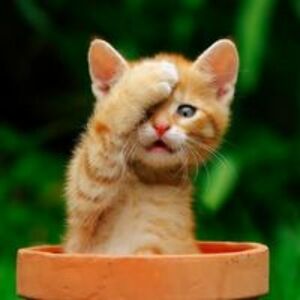 kalliope_hummingbird avatar