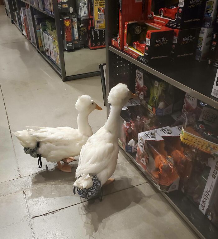 I Took My Pet Ducks To Mind Games (They Love Browsing Stores). They Stopped And Stared At This Toy For Several Minutes. I Think I Know What They Want For Christmas
