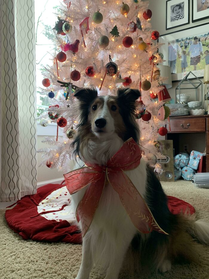 My Mom's Doggo Maggie Sitting Pretty For A Christmas Pic