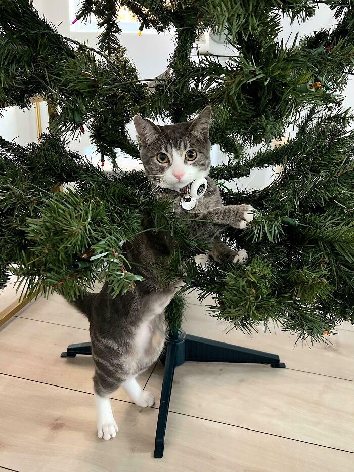 First Year With A Cat = First Year With No Christmas Tree, Totally Worth It