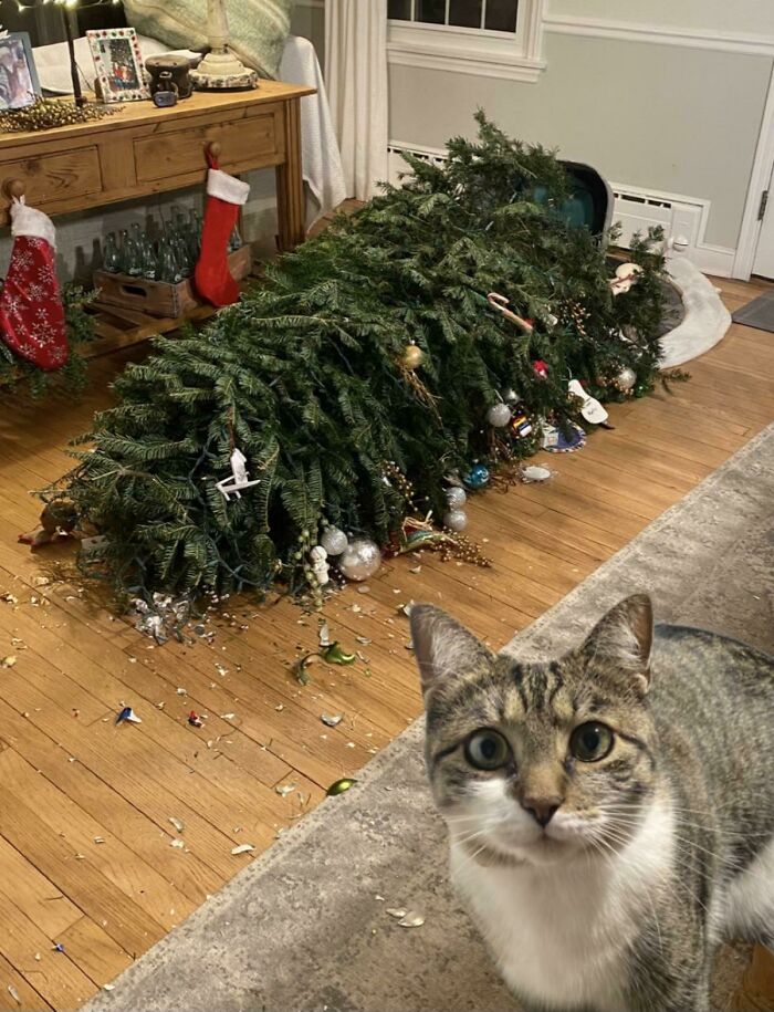 Cats And Glass Ornaments Don't Mix
