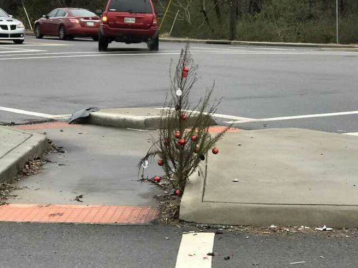 Someone Decorated This Weed Growing At An Intersection Near My House Like A Christmas Tree
