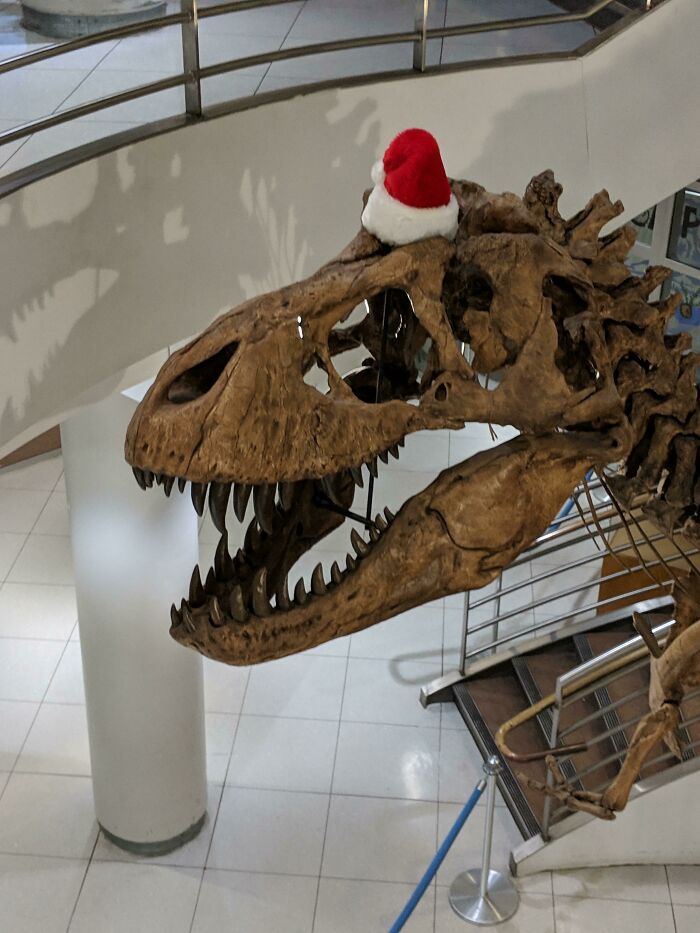This Hat They Put Onto The T-Rex At My University During The Holidays