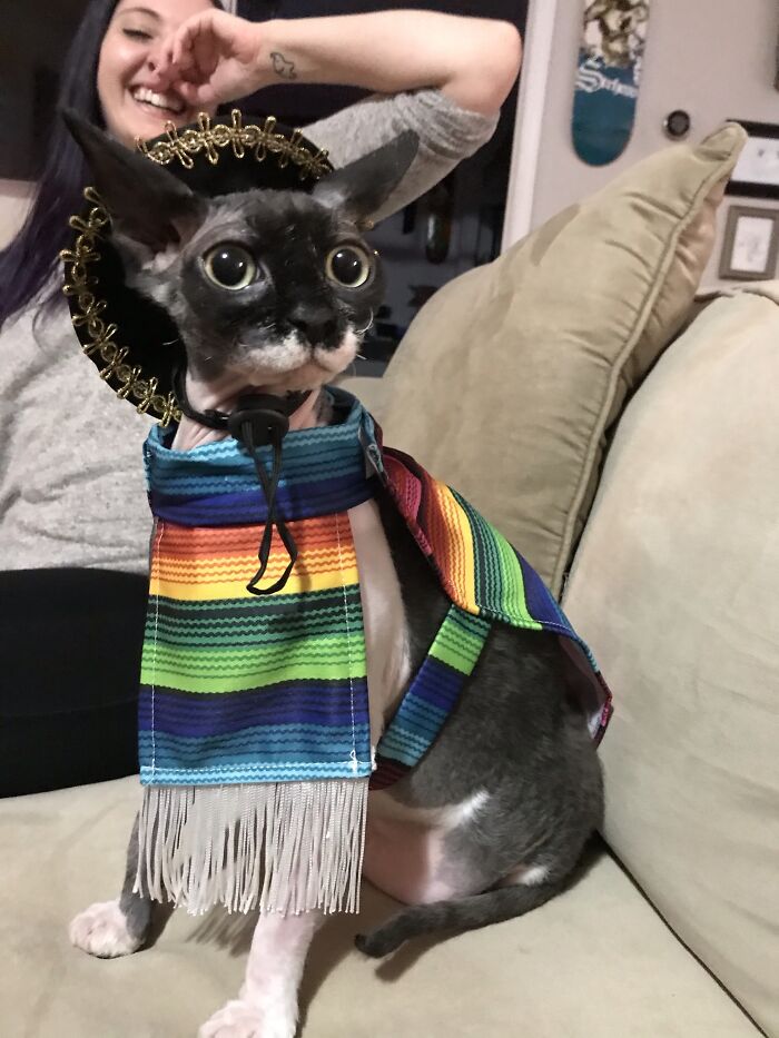 A Friend Got Our Cat A Tiny Poncho And Sombrero For Christmas And I Can't Handle It