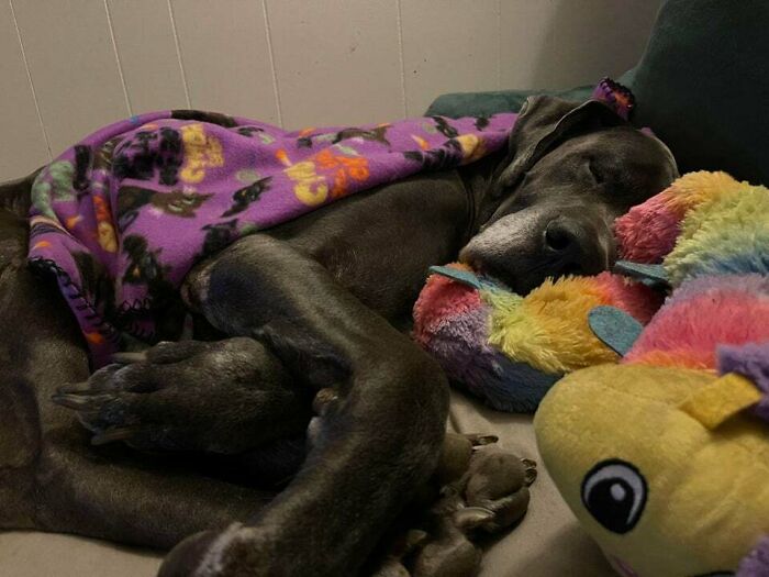 My Great Dane Beau Being A Giant Snuggly Baby