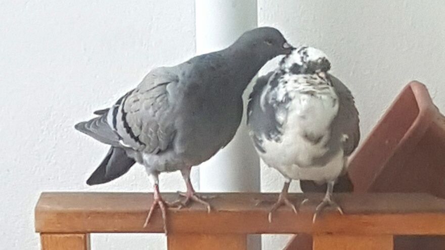 Not Really My Pets, Mommy With White Spotted Baby Pigeon, She Hatched And Was Raised On My Balcony In 2018