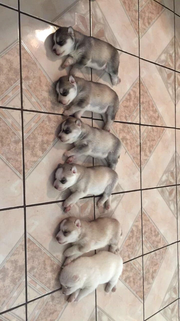 Husky's Mother Ran Out Of Ink