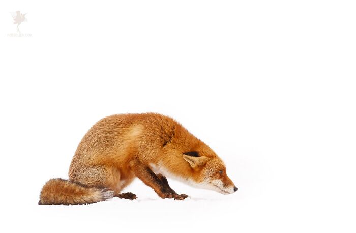 Submissive Fox On A Cold, Cold Winter Day