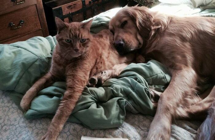 We Rescued A Golden Retriever Who Loves Cats. Tiger Isn't Amused