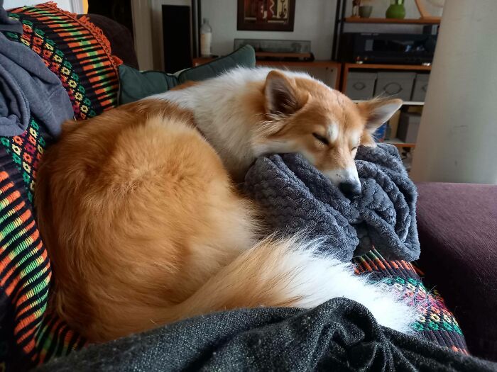 My Dog - The Firefox