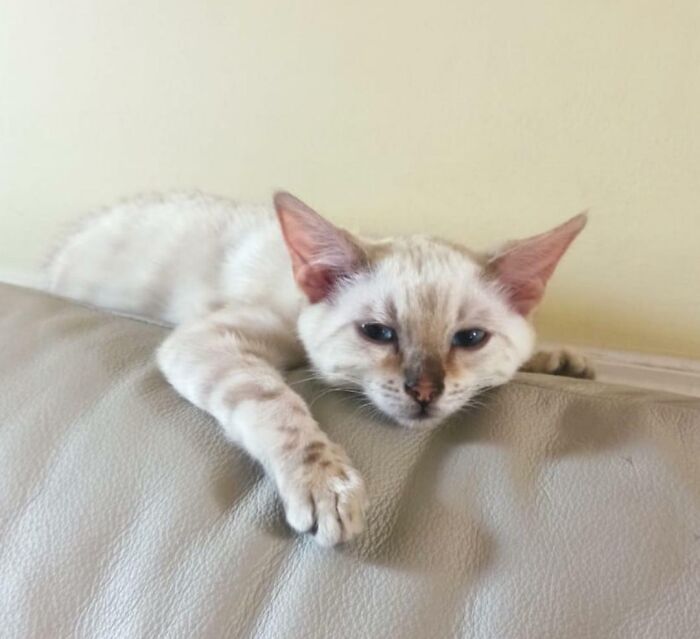 14 Week Old Snow Bengal Kitten