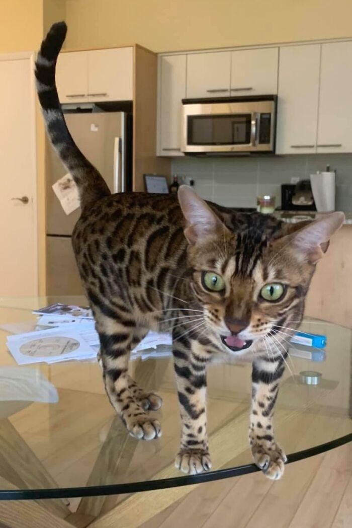 Anyone Else Have A Bengal Who Yells At Them 24/7? Dani Can’t Stop Won’t Stop