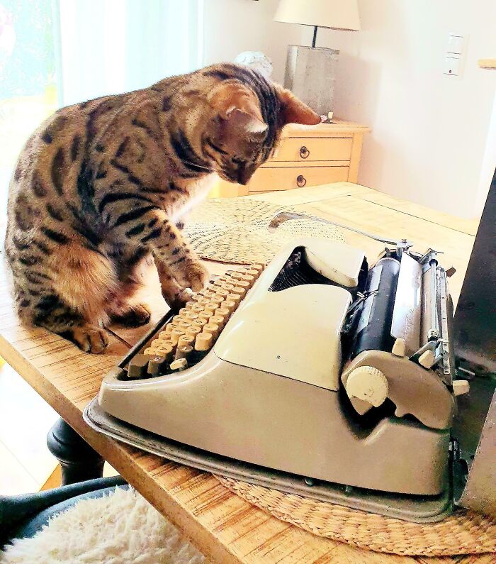Typewriter Bengal Kitty