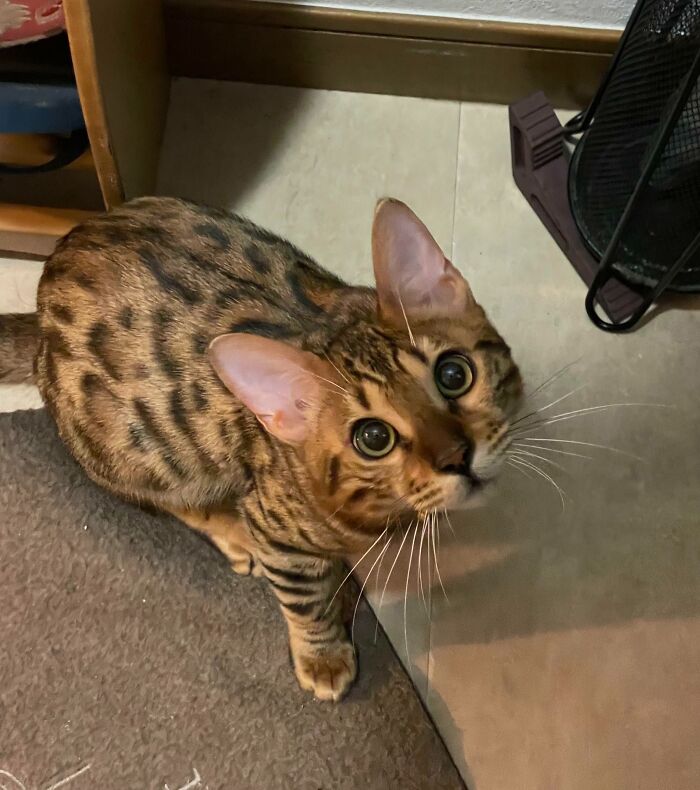 Our Bengal Tiramisu’s “Please Let Me Go Out With You” Face 