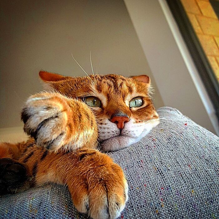 My Bengal Girl Being Lazy On The Couch