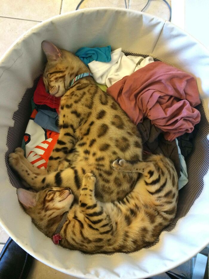 Bengal Kitties All Tuckered Out After Thrashing Around All The Sunday Beer Boxes