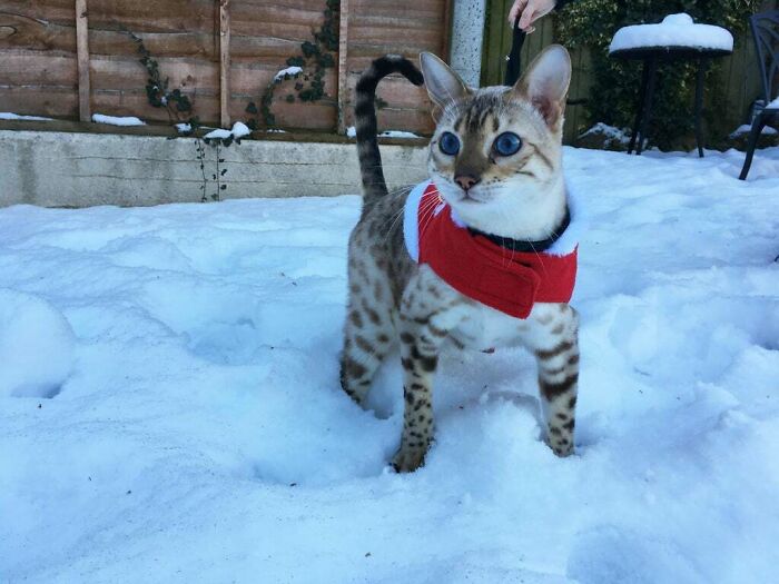 Snow Bengal In The Snow