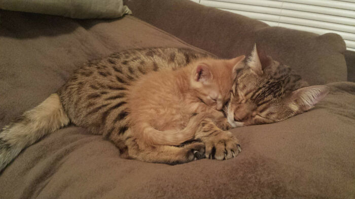 Just An Hour Ago My Bengal Was Rough Housing Our New Kitten, Showing Him Who's Boss. He's Not As Tough As He Acts