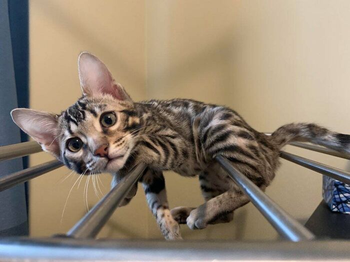 Hang Dry Your Bengal To Prevent Shrinkage