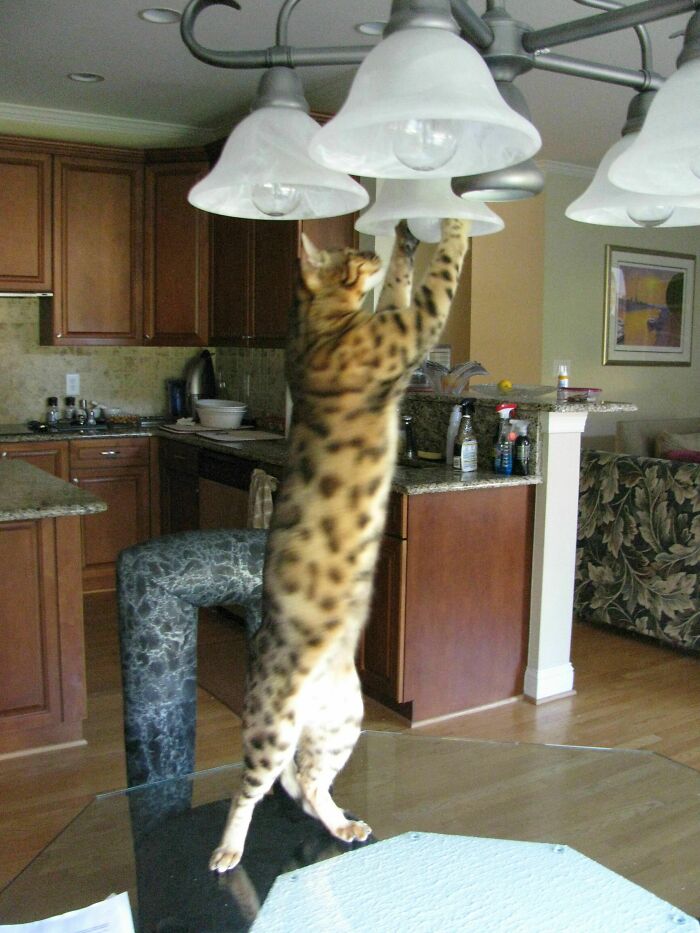 My Bengal Cat Schrodinger Replacing Lightbulbs