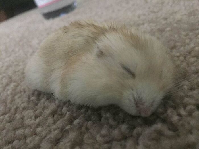 My Hamster Fell Asleep On The Floor