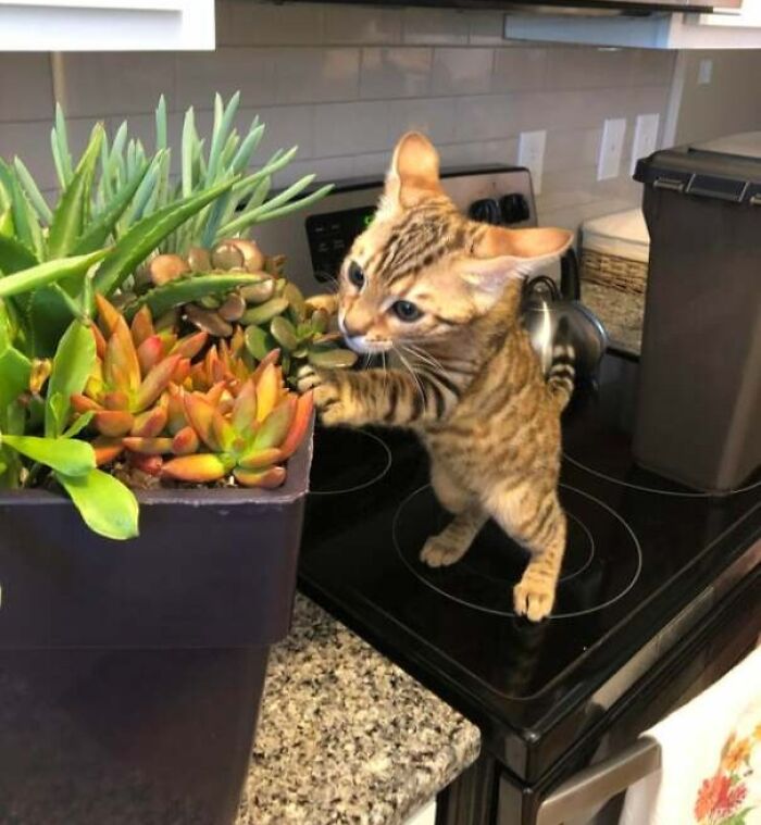 My Little Bengal Boy And His Succulent