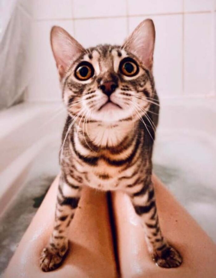 Just My Bengal Kitten Willow Using Me As A Human Island In The Bathtub