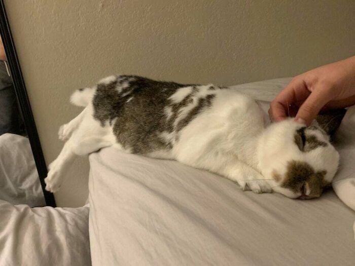 This Is Phoebo. He Likes Letting His Feet Dangle Off The Edge Of The Bed While Getting Scritches