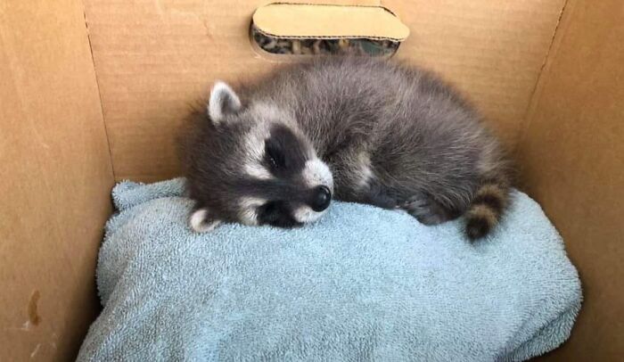 Friend Found A Baby Racoon In Their Garage, They're In Contact With The Local Wild Life Rehabilitation Centre. Just A Cutie