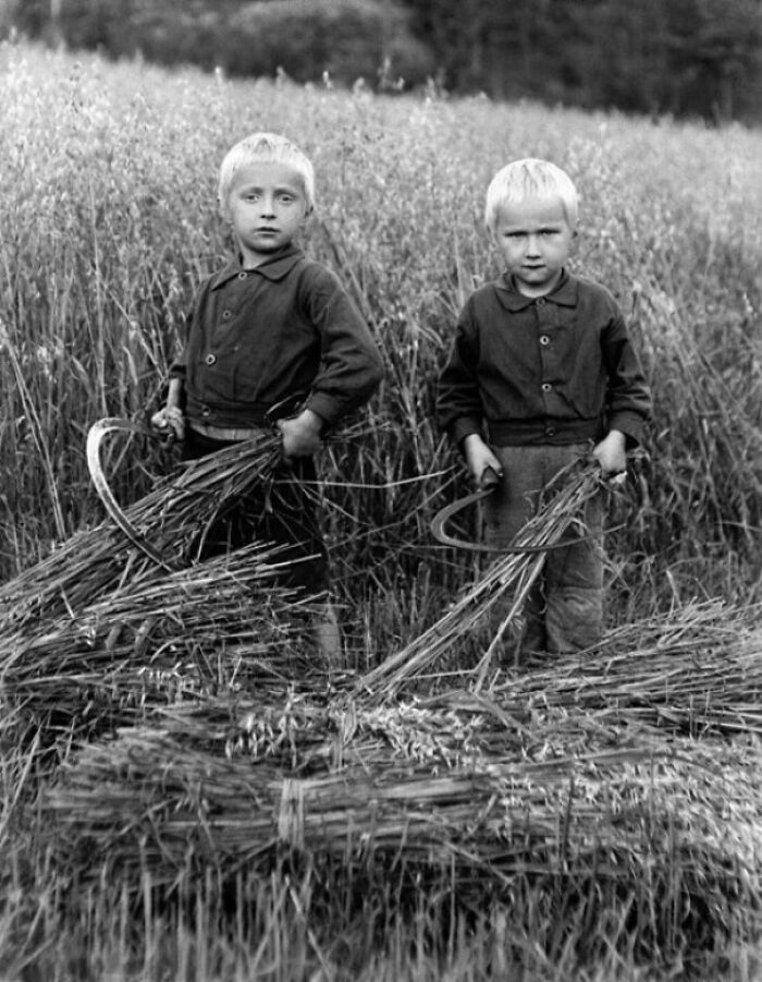 Children Reaping The Harvest. Finland, 1930s. [563x725]
