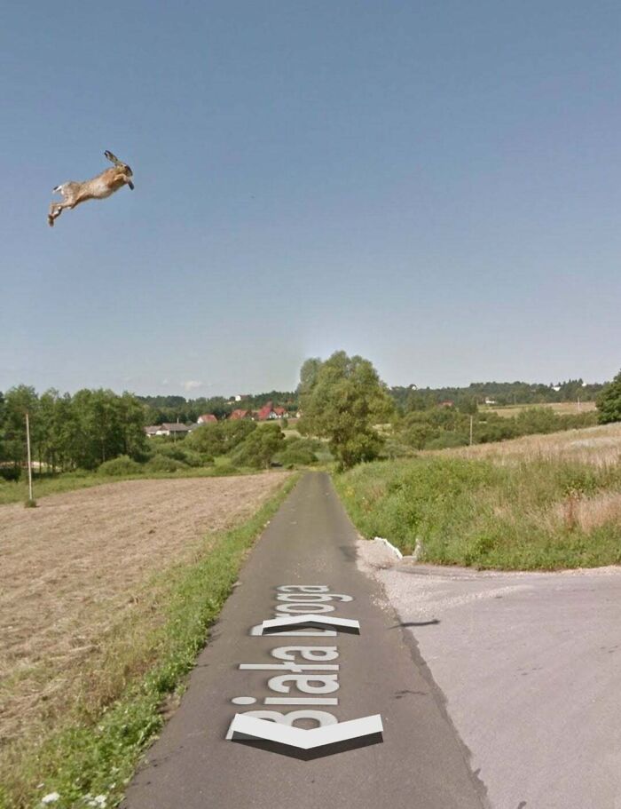 Esta liebre capturada en Google Street