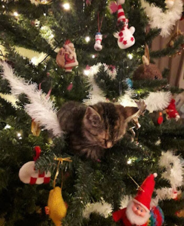 December 2018, Searched For My New Kitten Molly For Over Half An Hour Till I Finally Saw Some Movement Eye-High Aside Of Me