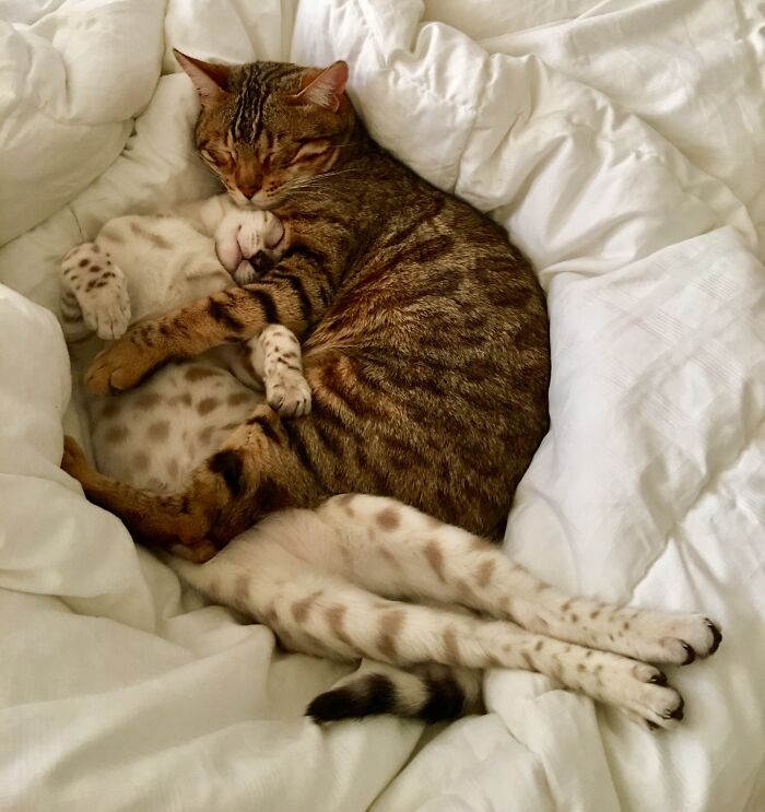 My Bengals Snuggling - White Female, Gravelly Brown Male