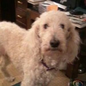 beatlefan0109 avatar