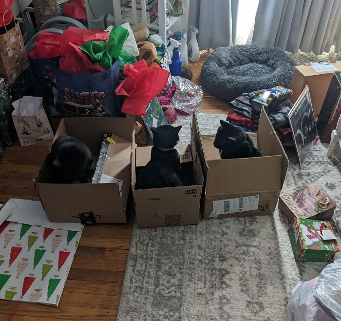 Cats Being Cats On Christmas Morning