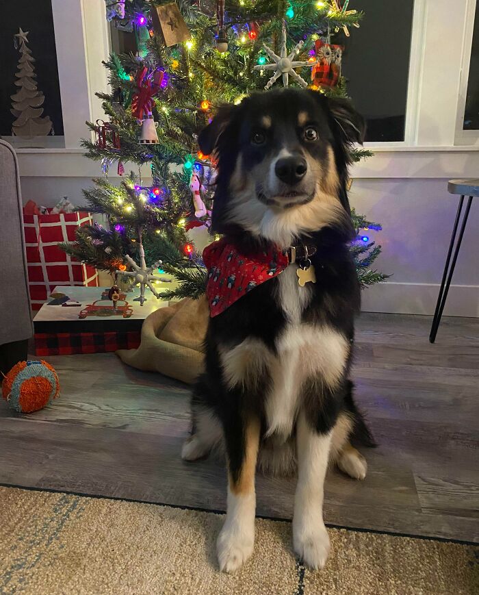 This Is Rowdy And He Wants You To Have A Great Christmas