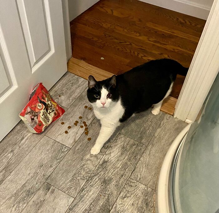I Wouldn’t Get Up At 6:00 AM On The Christmas Day To Feed Him So He Dragged This Bag Of Treats Into The Bathroom And Tore It Open