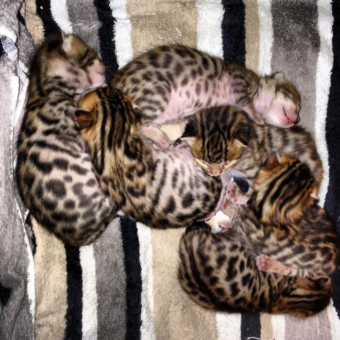 Friend's Cat Had 6 Baby Bengal's (Only 1 Week Old!)