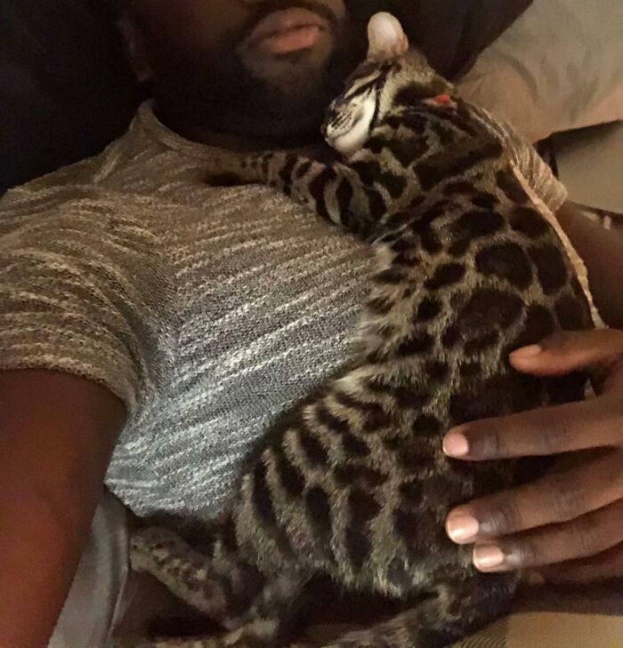 Somebody Told Me That Bengals Aren't Good Cats To Cuddle With. Khari Thinks Differently