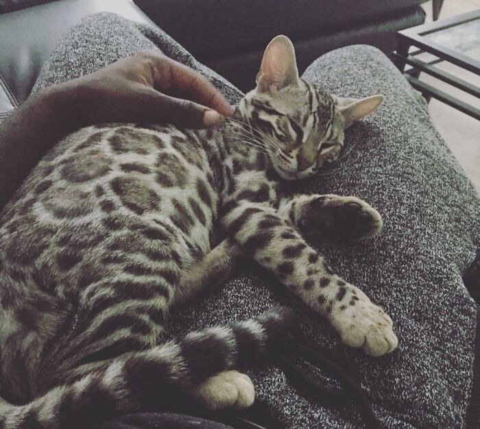Someone Should Tell Him Bengals Aren't Supposed To Be Lap Cats