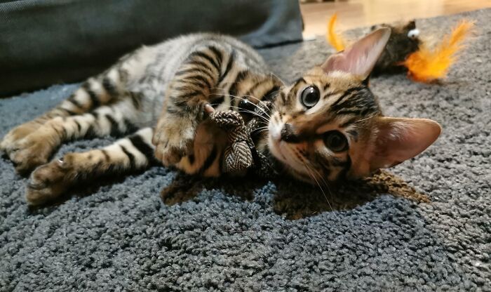I've Waited 10 Years To Be In A Position For A Cat. This Is Rex The Bengal! He's Made My Life Already!