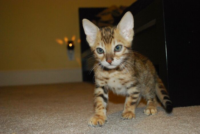 Our New Bengal, Lord Tiberius
