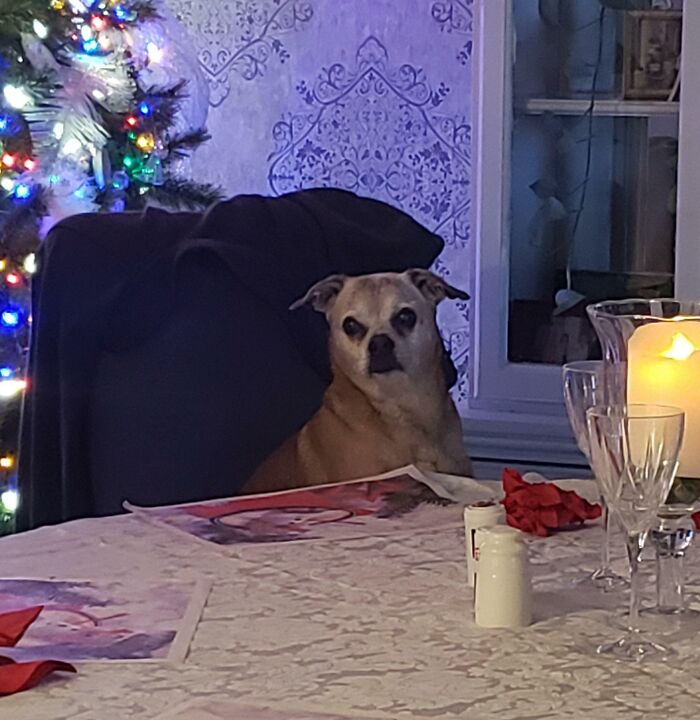 Jack The Puggle Waiting For Christmas Dinner