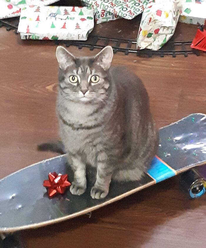 My Cat Waiting On My Daughter's Skateboard I Got Her For Christmas