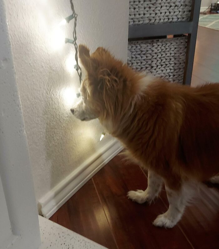 My Blind 18-Year-Old Dog Clearly Loves The New Christmas Lights