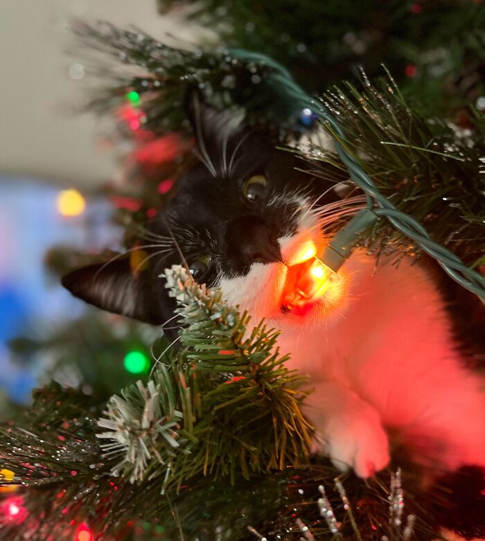 My GF Setup The Christmas Tree. It’s Our Cats First Christmas