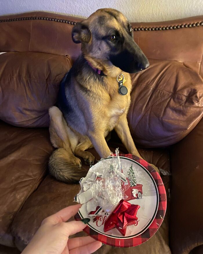 Ciri Has Absolutely No Idea Who Ate The Christmas Cookies While We Were Out Shopping. She’s So Mad She Can’t Even Look At The Plate