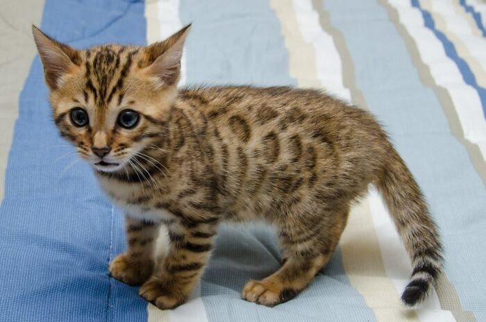 Meet Archer The Bengal Kitten