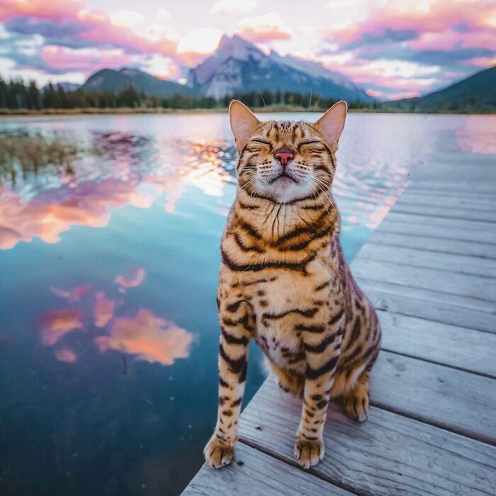 Suki The Adventurous Bengal Cat Puts On A Big Smile During Sunset