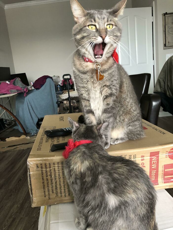 My Cat Has The Same Face I Did When I Found Out How Much My Wife Spent On These Christmas Collars